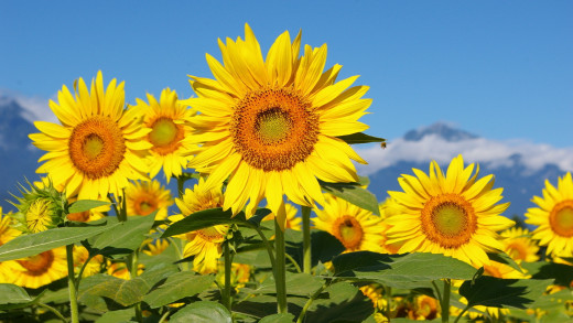 876179 (a): :2560x1440
